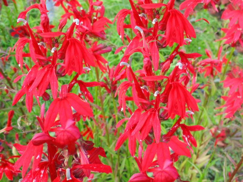 Staudenlobelie rot - Lobelia cardinalis